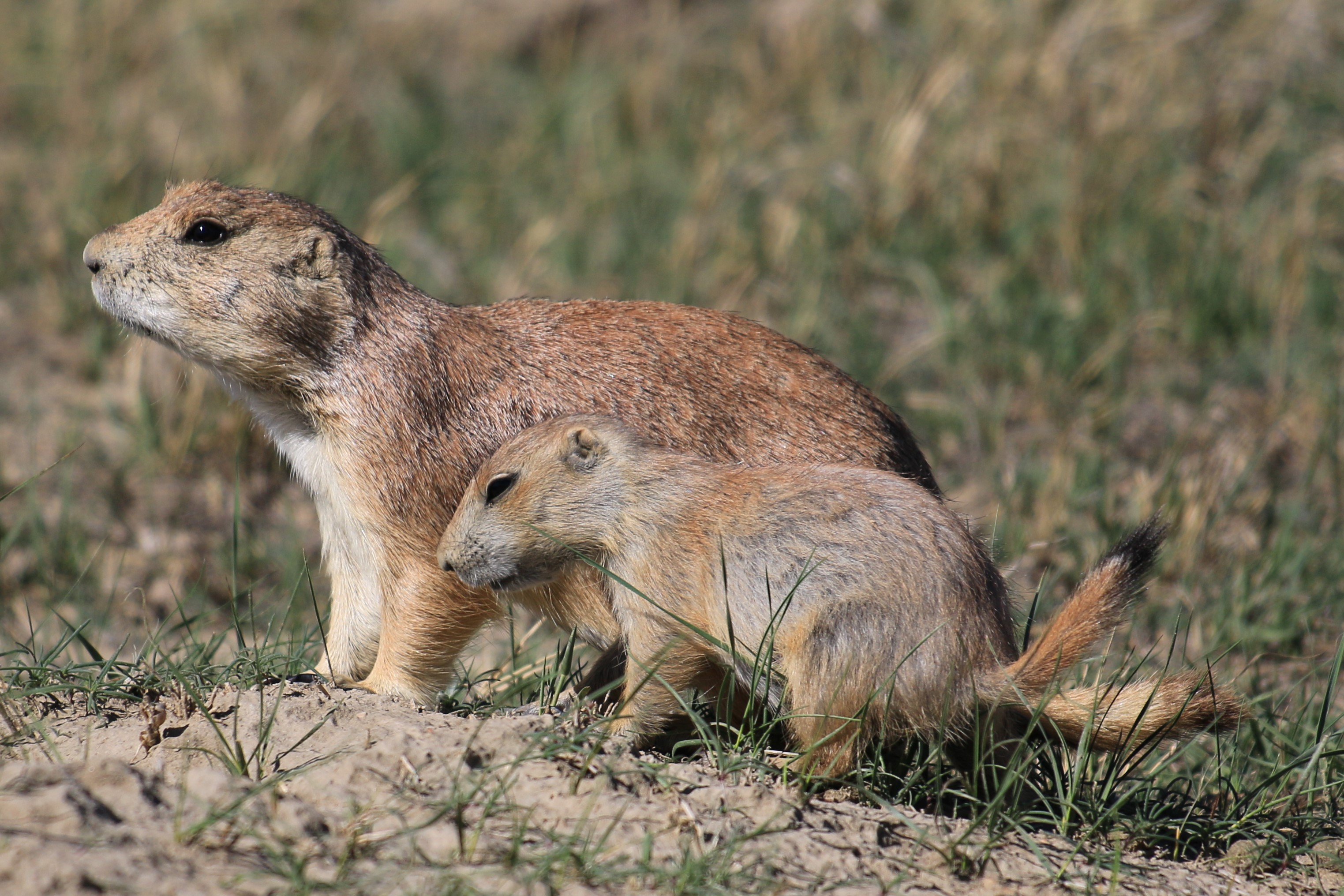 Theodore Roosevelt NP